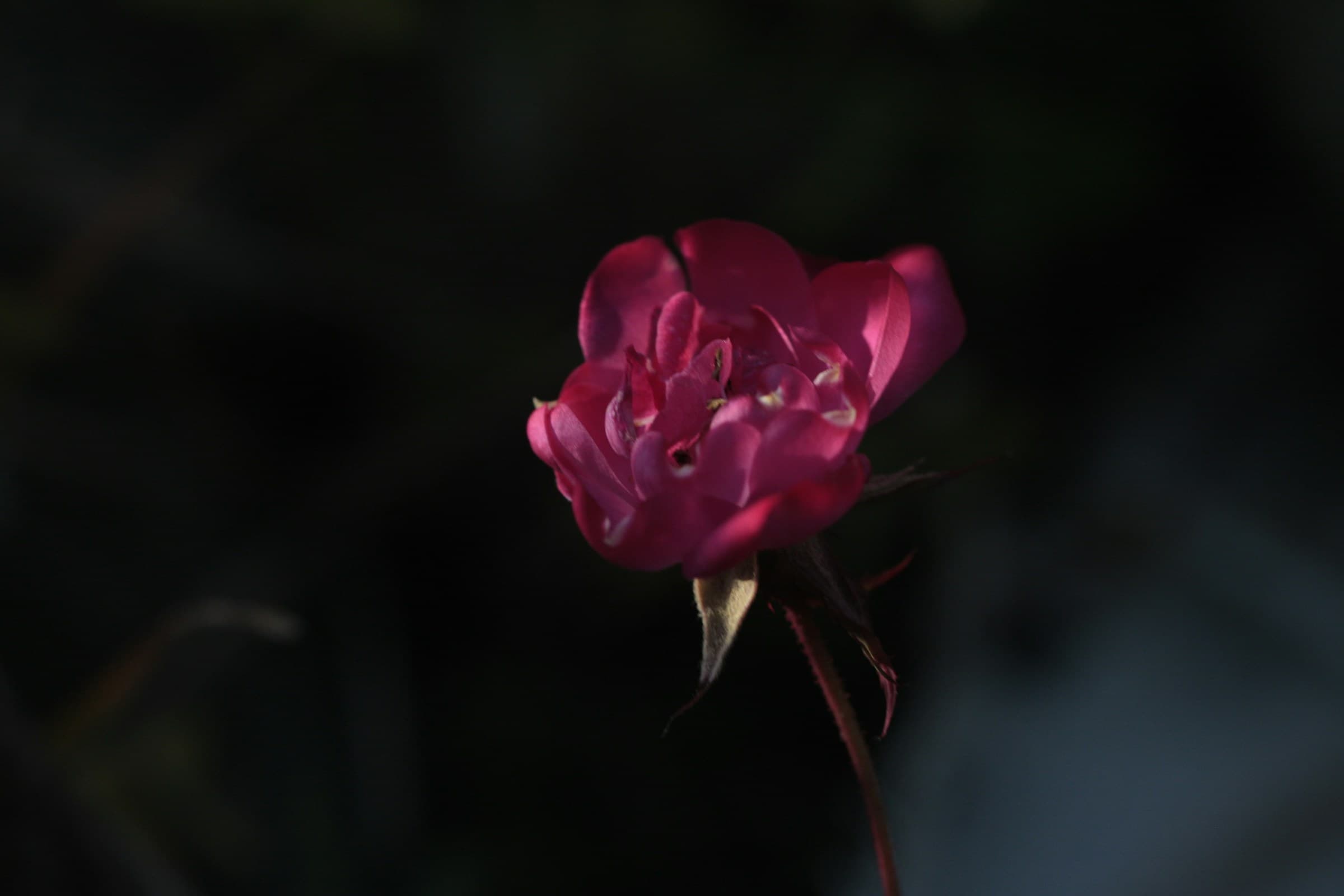 A rose in shadow — the Apothecary, a Haitian and Caribbean medicinal plant archive